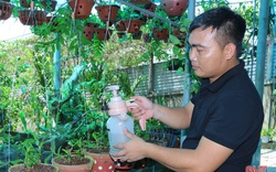 50 giò lan rừng đột biến đón Tết đẹp mê li trong vườn lan rừng "khủng" của một nông dân tỉnh Hà Tĩnh