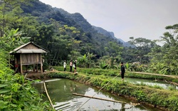 Hòa Bình: Nuôi hàng ngàn con cá "tiến vua" quý hiếm, bất ngờ cá đẻ được trong ao đất, dân ở đây kiếm bộn tiền