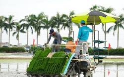 Mạ như con gái có thì, do Covid-19 vẫn chưa được vào Hải Dương để cấy