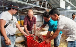 Bạc Liêu: Dịch Covid-19 làm giá lươn thịt giảm 50.000 đồng/ký, nhiều hộ nuôi lươn không bùn đành "bấm bụng " làm điều này