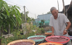 Long An: Vùng đất dân đi đóng đáy trên sông Vàm Cỏ bắt con gì để làm ra thứ mắm bán chạy như tôm tươi