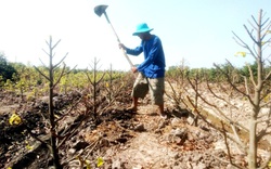 Long An: Nông dân trồng mai vàng kiểu nông nghiệp công nghệ cao có né được cảnh dội chợ, ế hàng chiều 30 tết?