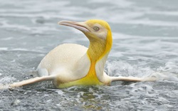 Ngây người khi phát hiện con chim cánh cụt màu vàng độc lạ, cực kỳ hiếm có