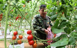 Giống cà chua được một nông dân Nghệ An trồng là giống gì mà bà con kêu quá trời thu hoạch mỏi tay không hết?