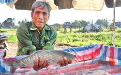 Nuôi loài cá ngon, sạch nổi danh trên sông Trà Khúc, nông dân ở đây mặt ai cũng rạng rỡ vì có thu nhập khá