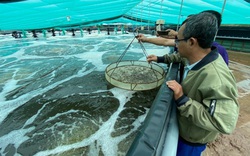 Minh Phú chi 2.819 tỷ làm hệ thống cấp nước biển sạch nuôi tôm công nghệ cao