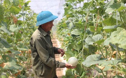 Hà Nội: Hơn 500 mô hình hay giúp nông dân tăng thu nhập