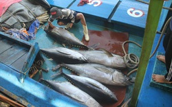 Bình Định quyết tâm khắc phục “thẻ vàng” thủy sản ngay từ cảng cá