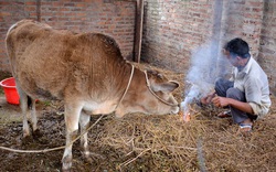 Điện Biên: Xử lý nghiêm việc trục lợi chính sách hỗ trợ gia súc bị chết rét