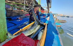 Bình Định: Ngư dân "tiết lộ" trúng đậm sau vài giờ ra khơi 