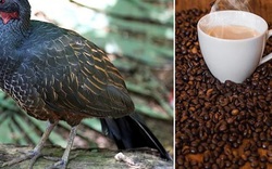 Ở nơi làm ra thứ cà phê "độc, lạ" từ phân chim, có giá 23 triệu đồng/kg