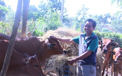 Đắk Lắk: Nuôi bò sinh sản-mua 3 con bò, nuôi sau 2 năm số bò tăng lên gấp đôi