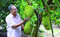 Tây Ninh: Nghe các nông dân tỷ phú tiết lộ bí quyết trồng mít Thái ra trái quanh năm, thu tiền tỷ