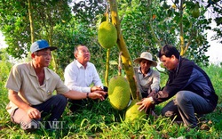 Trung Quốc nhập nhiều mít Thái của Việt Nam bằng đường nào, Trung Quốc trồng bao nhiêu hecta mít?