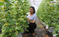 Bắc Ninh: “Nở rộ” tổ nhóm liên kết sản xuất hiệu quả nhờ gắn kết từ Quỹ Hỗ trợ nông dân