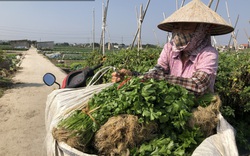 Thái Bình: Cần tây cho không ai lấy, nông dân rơi nước mắt cắt làm phân bón