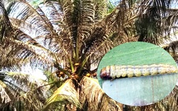 Chủ tịch tỉnh Bến Tre quyết định chi gần 1 tỷ đồng để "trị" loài sâu ăn lá dừa