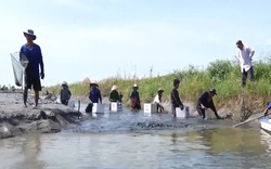 Nuôi xen canh trên ruộng lúa, nông dân Kiên Giang trúng đậm vụ mùa tôm càng xanh