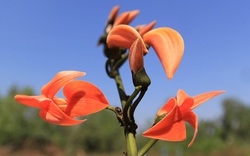 Loài hoa có hình dáng giống hoa gạo, "độc nhất vô nhị" ở Tây Nguyên