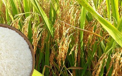 Trung Quốc năm nay sẽ thay thế Philippines trở thành nước nhập khẩu gạo lớn nhất thế giới