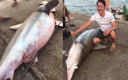 Clip: Gay cấn cần thủ Quảng Trị câu được "thủy quái" cá mập nặng 1,5 tạ bán giá 18 triệu đồng
