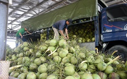 Bến Tre: Tin vui đầu năm, đơn hàng nhiều, doanh nghiệp đã hối hả xuất khẩu dừa uống nước, ống hút dừa