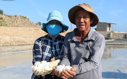 Ninh Thuận: Đầu năm giá muối rớt thê thảm, bán 1 tạ muối chưa mua nổi 1 tô phở, đầu nậu hé lộ điều gì?