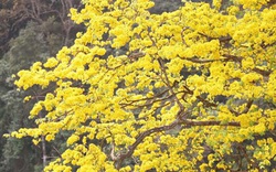 Đẹp mê mẩn trước sắc vàng rừng hoa mai và cây mai 700 tuổi tại chân núi Yên Tử
