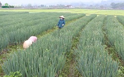 Video: Sốt ruột nhìn hơn 30 tấn hành lá ở Phú Thọ sắp già úa vẫn chưa được thu hoạch vì Covid-19