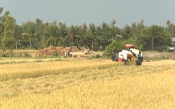 Thời tiết thuận lợi, nông dân trồng lúa Bến Tre trúng mùa được giá
