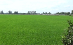 Bắc Ninh: "Đất lúa non" không sổ đỏ đắt không ngờ, giá đất nông nghiệp ở mức cao