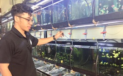 Cầm bằng Đại học Luật kinh tế về quê nuôi thứ cá này, trai phố 9X tỉnh Đắk Lắk lại phát tài