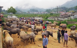 4 phiên chợ lạ lùng ở Việt Nam nổi danh từ cái tên đến mặt hàng bán bởi chỉ buôn bán trâu và bò