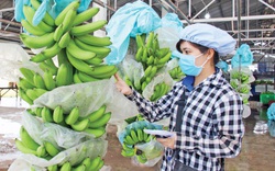 Loại quả nơi nào ở Việt Nam cũng trồng đắt hàng ở châu Âu, giá lên tới 3.192,9 Eur/tấn