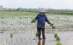 Thái Bình tăng gieo trồng giống lúa năng suất cao, máy móc chạy đầy trên đồng