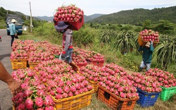 Rau quả Việt Nam xuất khẩu mạnh sang Thái Lan ​