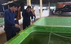 Thái Bình: Hội nông dân phát huy vai trò cầu nối, giúp nông dân làm giàu