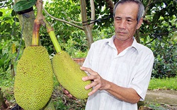 Góc dành cho nông dân trồng mít Thái: Làm cách này sẽ giúp trái mít Thái giảm xơ đen