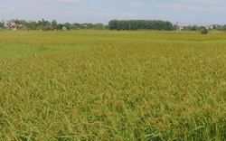 Thái Nguyên đầu tư gần 900 triệu đồng vào sản xuất lúa chuẩn VietGAP