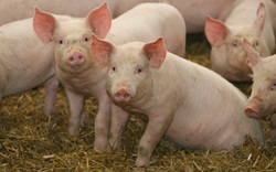 Giá nông sản hôm nay 3/2: Lợn hơi sắp xuống dưới 80.000 đồng/kg?