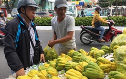 Hoa quả độc lạ chưng Tết ở Khánh Hòa: Bất ngờ cây đu đủ cuộn thân mình như con rắn đeo đầy "vàng"