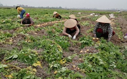 Bắc Giang: Do Covid-19, giá khoai tây, ngô giảm mạnh, thương lái ái ngại hủy đơn hàng 