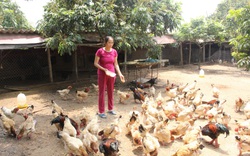 Hưng Yên: Nguồn vốn từ Quỹ Hỗ trợ nông dân đang giúp nhiều hộ hội viên nuôi con đặc sản, trồng cây đặc sản