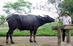 Làm “tươi máu” đàn trâu đầm lầy, đáng chú ý trâu Thanh Chương đẹp, nặng tới hơn nửa tấn