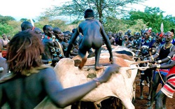 Lạ lùng bộ tộc đàn ông phải khỏa thân nhảy qua lưng bò để... lấy được vợ