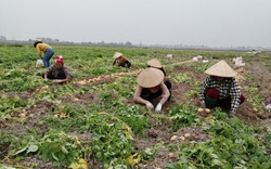 Bắc Giang: Xót xa khoai tây, ngô đông giá giảm mạnh, đơn hàng bị hủy vì Covid-19
