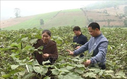 Thanh Hóa: Trồng thứ cây lạ, chặt thân xong gốc lại mọc tiếp, bán vỏ cây, thân cây, lá cây đều ra tiền