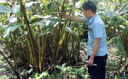 Vì sao loài cây ra quả ở gốc, thu nhập trăm triệu này lại thành "sát thủ" rừng tự nhiên ở Lào Cai?