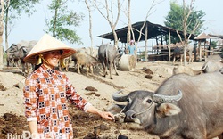 Đồng Nai: Buồn vui nghề nuôi trâu đàn cả trăm con béo mập, kiêm "cò đất" kiếm vài chục triệu