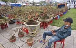 Đà Nẵng: Khung cảnh ảm đạm tại chợ hoa Xuân ngày giáp Tết